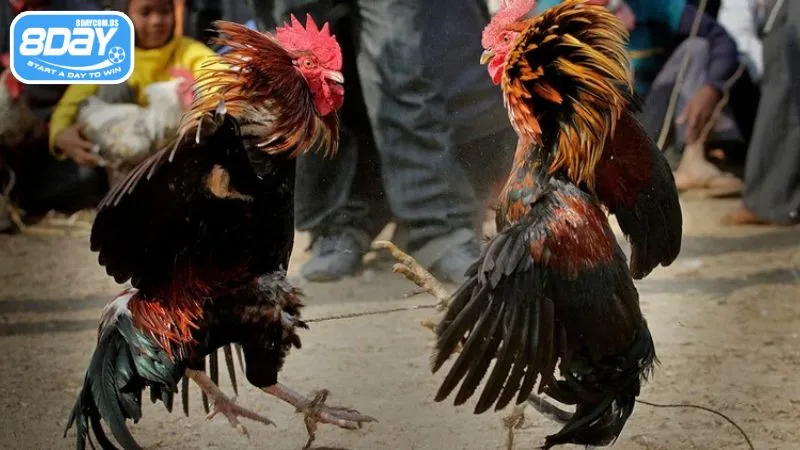8Day cập nhật đa dạng giải chọi gà Thái mỗi ngày
