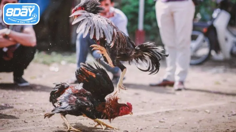 Cá cược có trách nhiệm, tuân thủ pháp luật