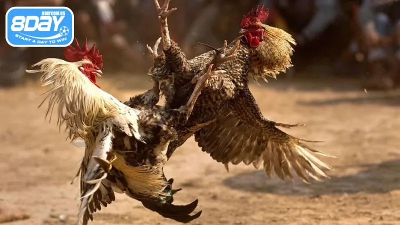 Các cửa cược chọi gà Thái có tỷ lệ ăn thắng cao