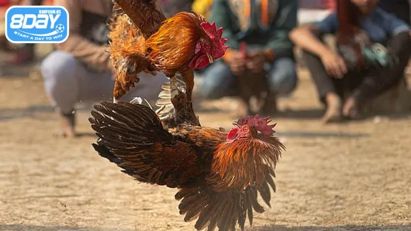 Cược thủ cần biết cách chọn gà chiến khi cá cược trực tuyến