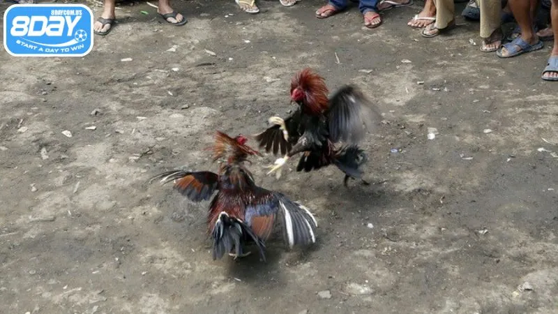 Đá gà bị cấm vì rủi ro cá độ trái phép cao