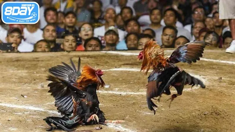 Đá gà không cựa được các kê thủ đánh giá cao