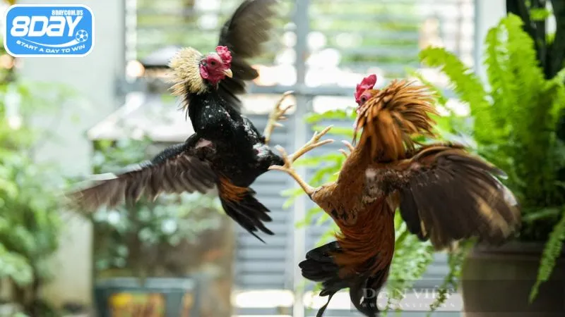 Đá gà tre là hình thức giải trí kịch tính, hấp dẫn