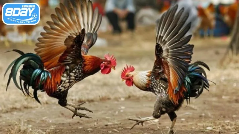 Hiểu rõ các kèo cược khi xem chọi gà tre tại 8Day