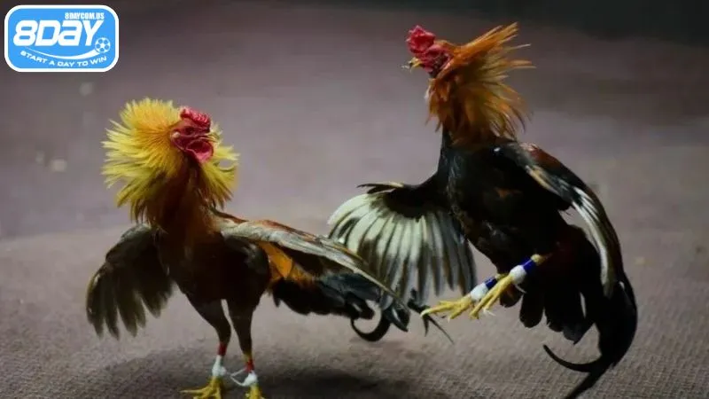Hình thức đá gà Việt Nam được yêu thích tại 8Day