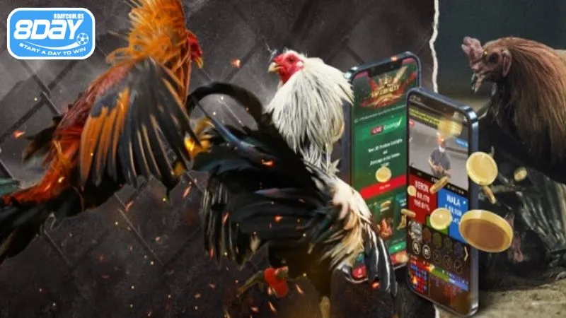 Phân tích kèo cược và chiến kê trước khi đặt cược