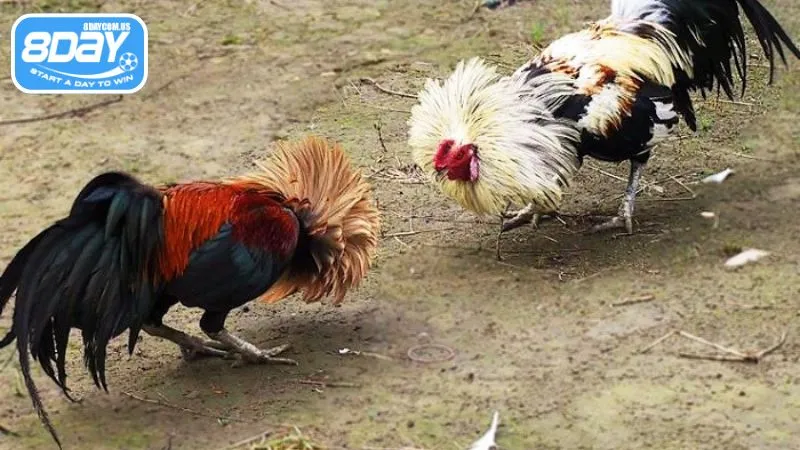 Quan sát kỹ càng để chọn được chiến kê dũng mãnh